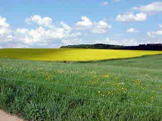 Rape seed field (yellow).