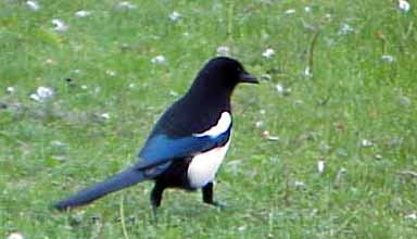 I always wondered what a magpie looked like